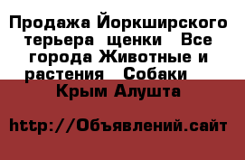 Продажа Йоркширского терьера, щенки - Все города Животные и растения » Собаки   . Крым,Алушта